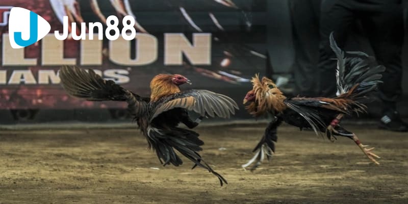 các thuật ngữ trong đá gà các thuật ngữ trong đá gà