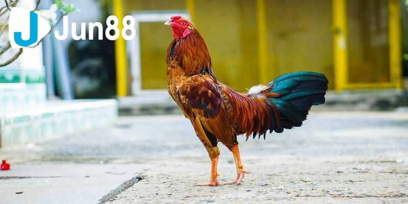 các thuật ngữ trong đá gà