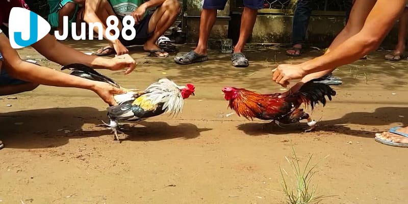 kèo wala trong đá gà