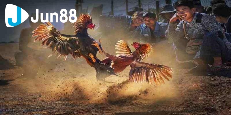 kinh nghiệm soi kèo đá gà