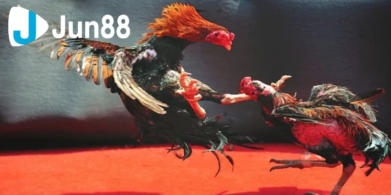 xem trực tiếp đá gà Thomo