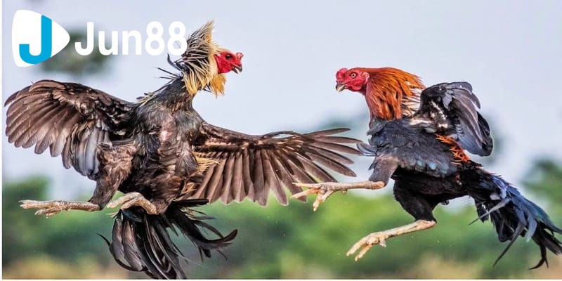 xem trực tiếp đá gà Thomo