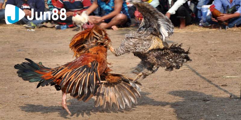 Đá gà cựa dao