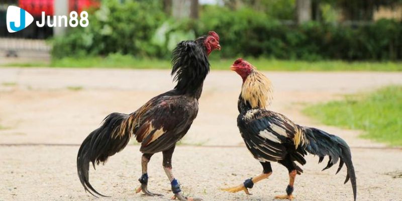 Các chiến lược và mẹo chơi được chuyên gia chia sẻ