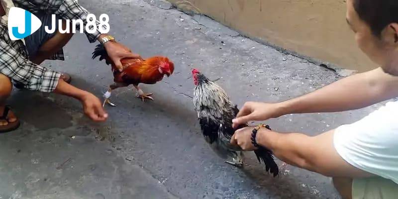Đá gà cựa sắt