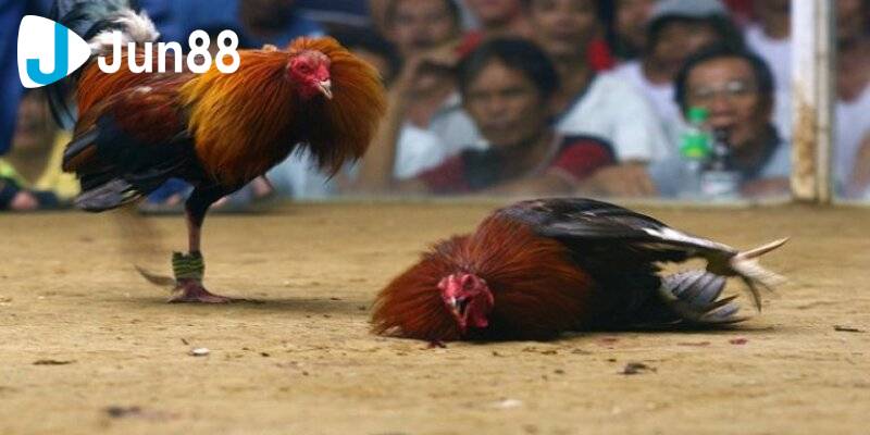 Đá gà cựa sắt