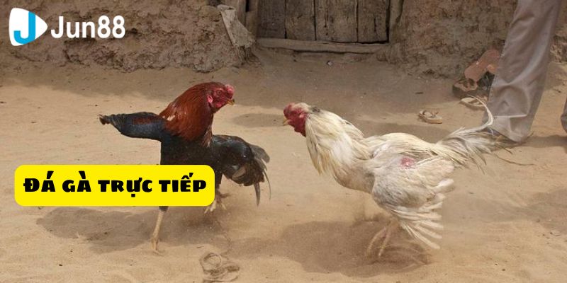 Bộ môn giải trí của những người yêu thích