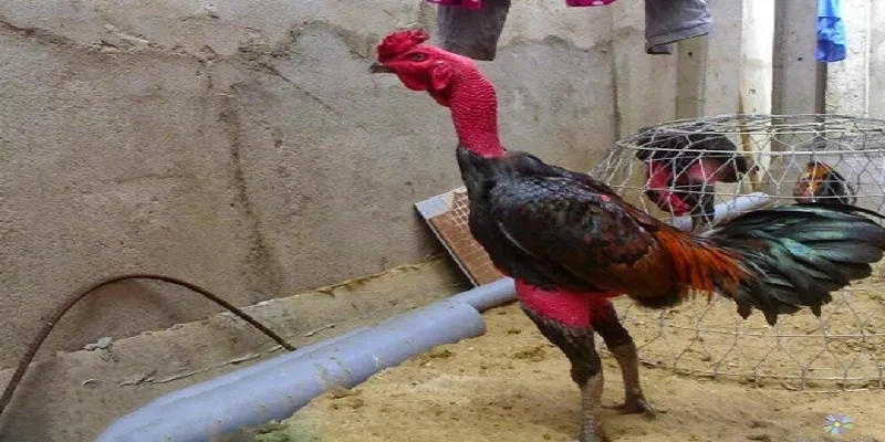 Tìm hiểu rõ nét về gà chọi C1 để cược thắng lớn