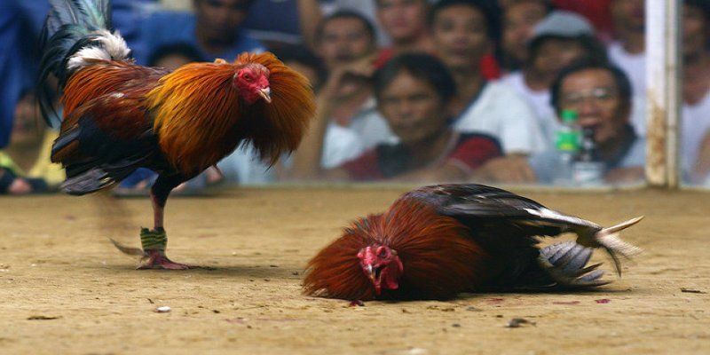 cac-hinh-thuc-ca-cuoc-noi-bat-duoc-yeu-thich-trong-da-ga-cua-dao